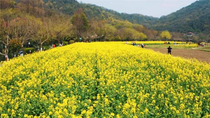 八卦田油菜花节来了!赏花和美食都不能错过,攻略在此