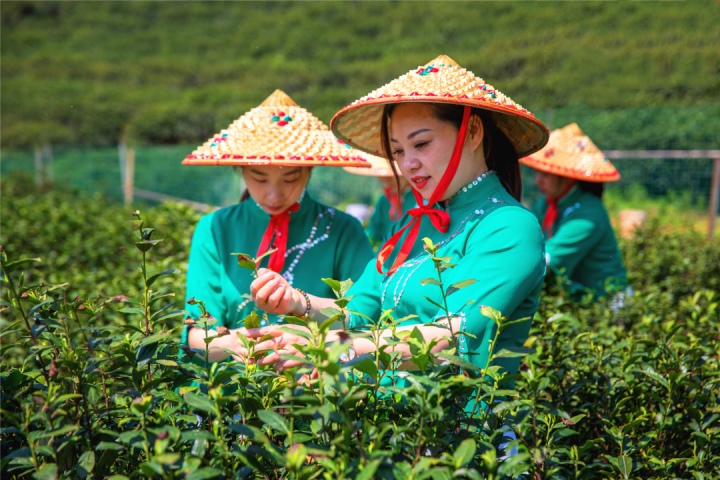 采茶助农正当时茶山上多了一道亮丽风景线