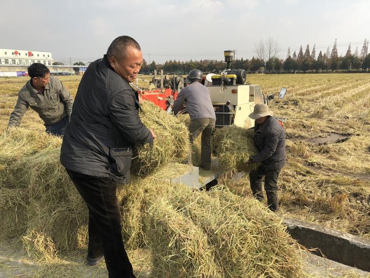 海曙区洞桥镇上凌村农民在秸秆打包