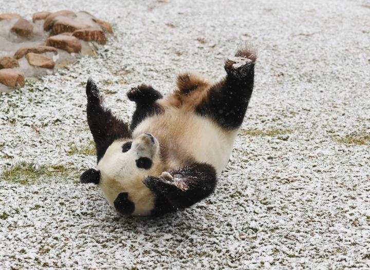 翻滚奔跑啃脚大熊猫看见雪玩得嗨