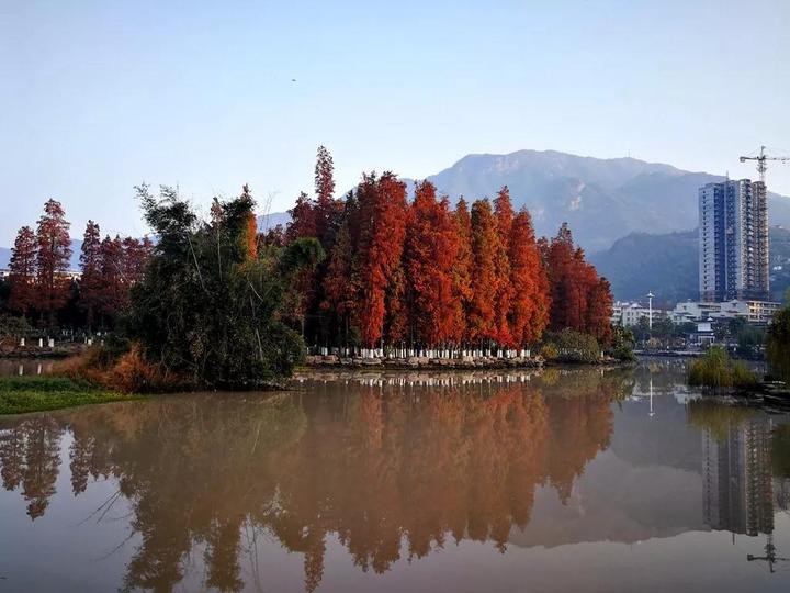 红树林美,鹅浦河中的倒影更美…除了鹅浦公园.