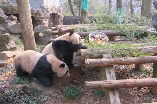 大年三十 杭州動物園的