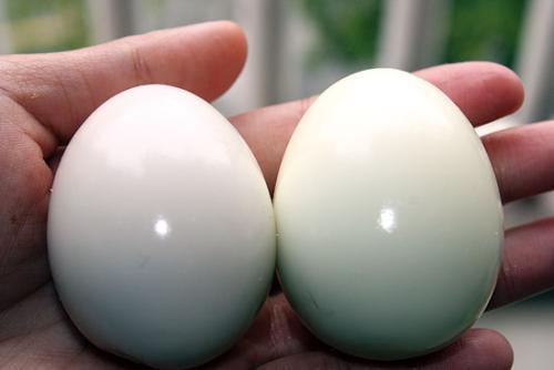 Как делают искусственные яйца