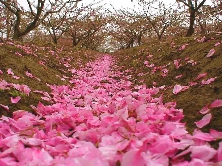 临海白水洋桃花节图片