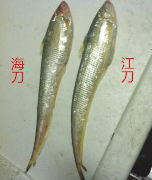 湖刀:下顎已不成尖刺狀,鰭後絲狀物變短,魚體