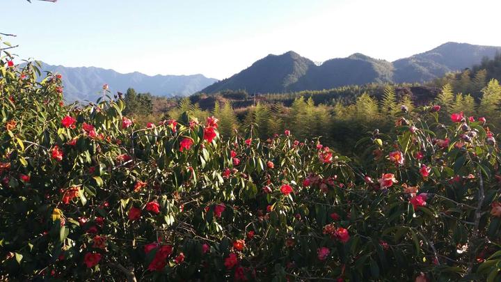 松阳有多少人口户_松阳村有大小笋厂800多家-罕见 三明这个高山村藏着个神奇