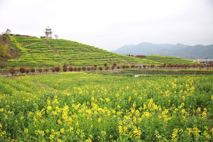 南马花园村:万株牡丹花齐争艳