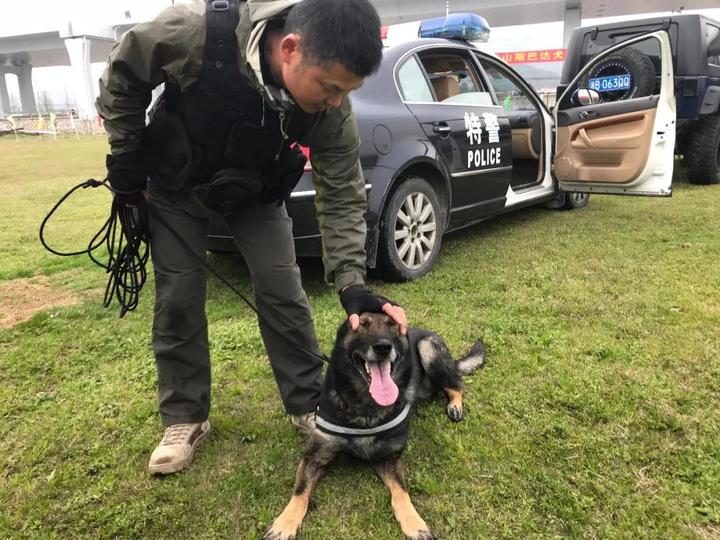 帥100多名特警和警犬共同出現啦