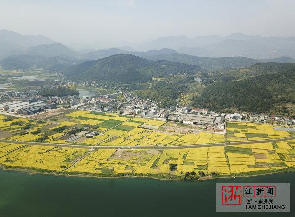 3月29日,桐廬縣舊縣街道舊縣村的油菜花海與一旁的分水江相映成趣