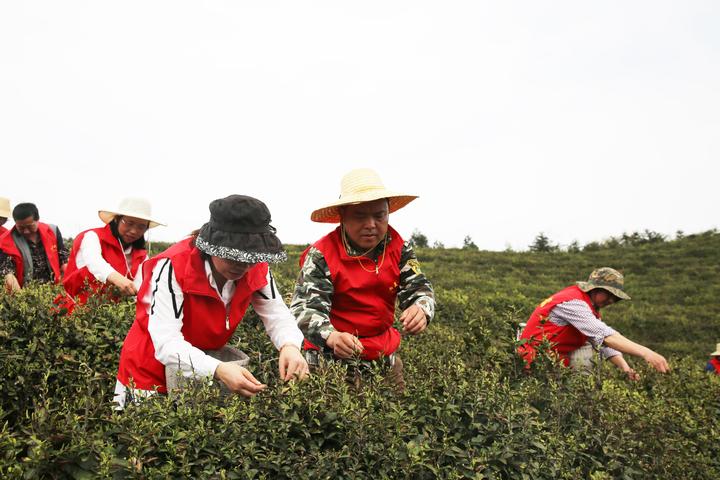 以产业带动乡村振兴 婺城山区乡干部助农采摘