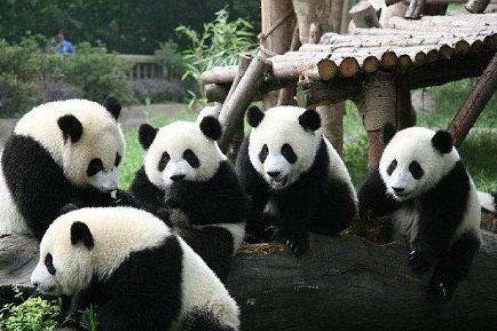 熊猫猩猩胳膊写字猜成语_咒术回战熊猫猩猩(2)