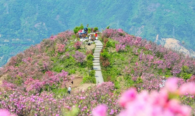 奉化西塢金峨杜鵑花文化旅遊節啟幕 4萬遊客入山賞美景