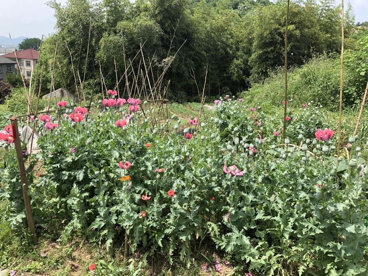 诸暨男子家中空地非法种植罂粟民警上门才知犯法