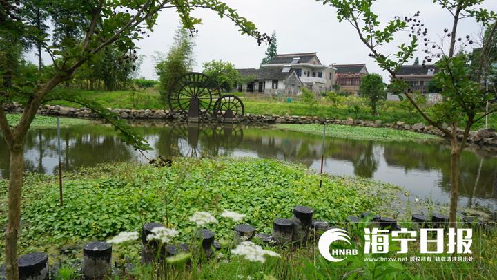 海宁杨汇桥村好风光四方游客纷纷来