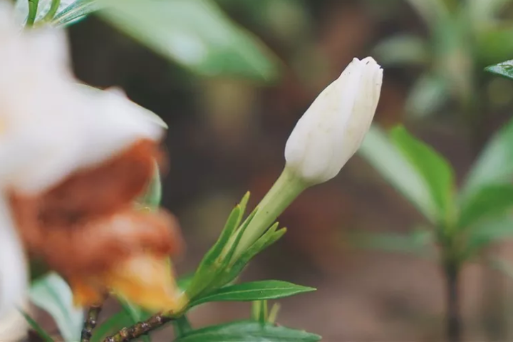 满城难寻散卖的白兰花朵杭州的白兰花到哪里去了