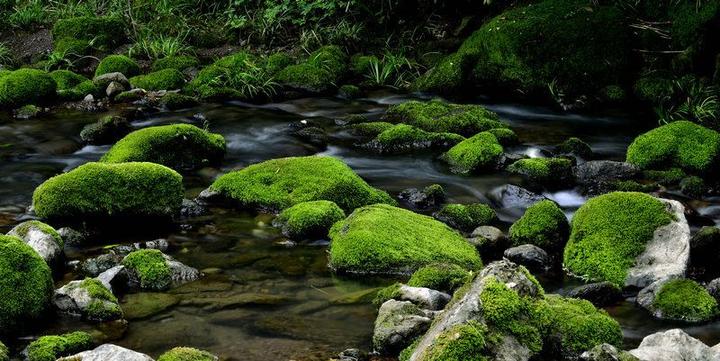 苔花如米小 安静的人才会爱它