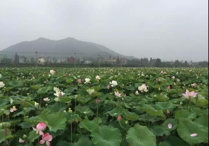 诸暨江藻镇经济总量_诸暨江藻炜炜服装店