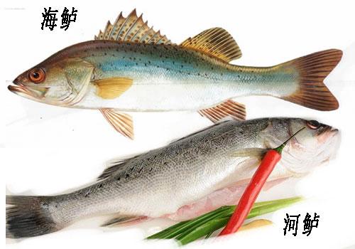 浙米道鱸魚究竟是海魚還是河魚