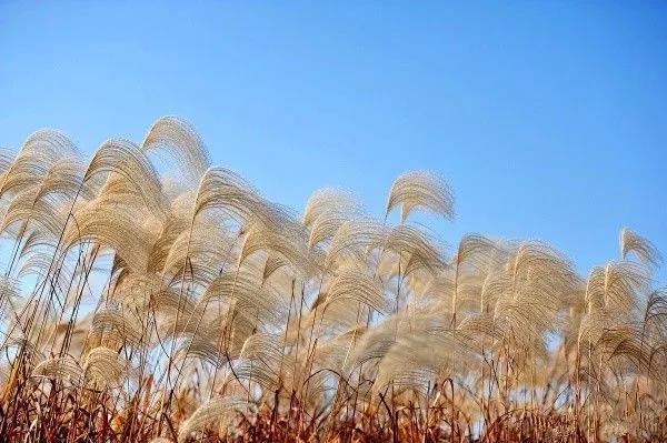 推薦地:太湖圖影溼地公園太湖圖影的深秋美景獨具特色,茂密的蘆葦和