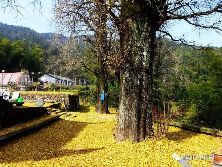 柯城区华墅乡乌石山火红的颜色,温暖了渐冷的季节