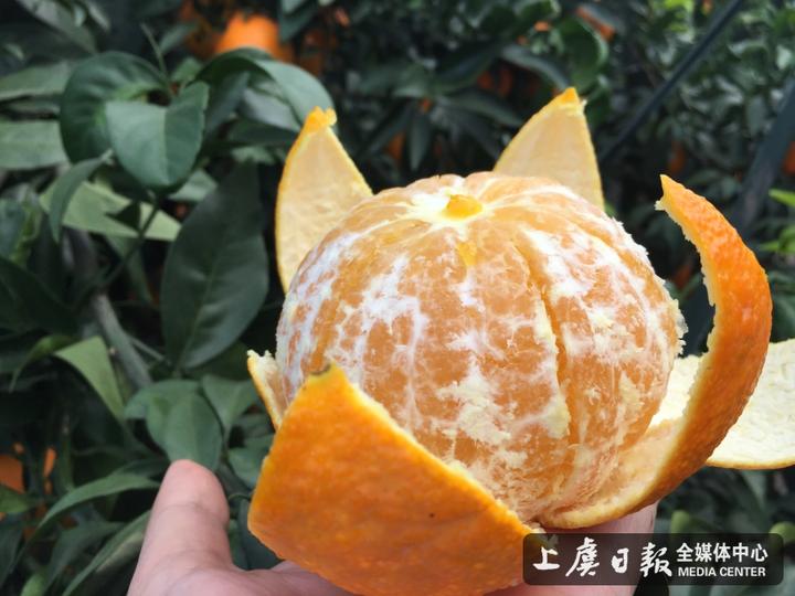 红美人柑橘售价高达每公斤50元