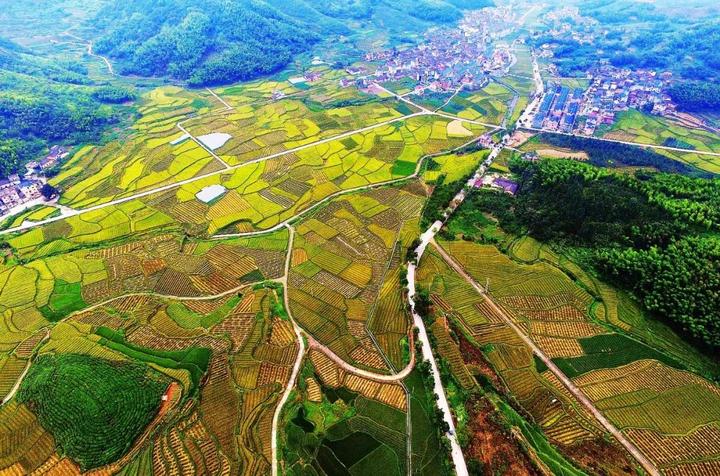 高空鸟瞰的遂昌新路湾镇蕉川村,田园阡陌满目金黄,胜似一幅油画.