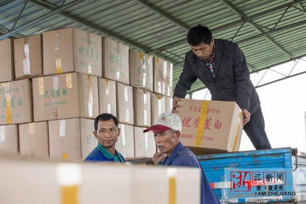 湖州:茭白丰收 振兴乡村经济建设