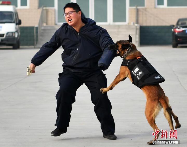 探访中国最牛警犬