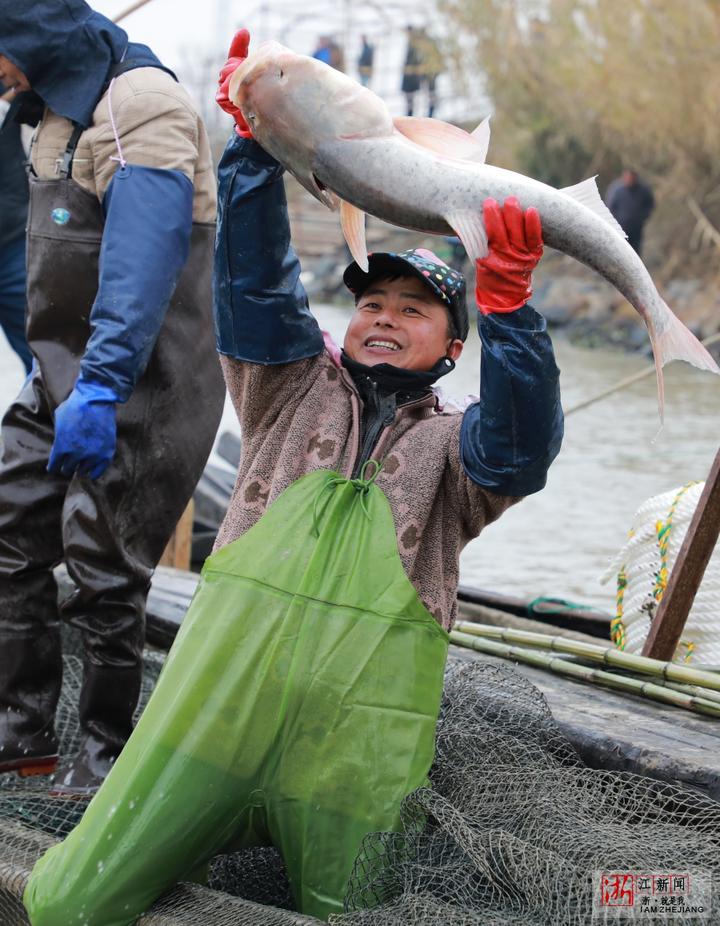 真热闹德清大网捕鱼迎新年鱼王重达154kg