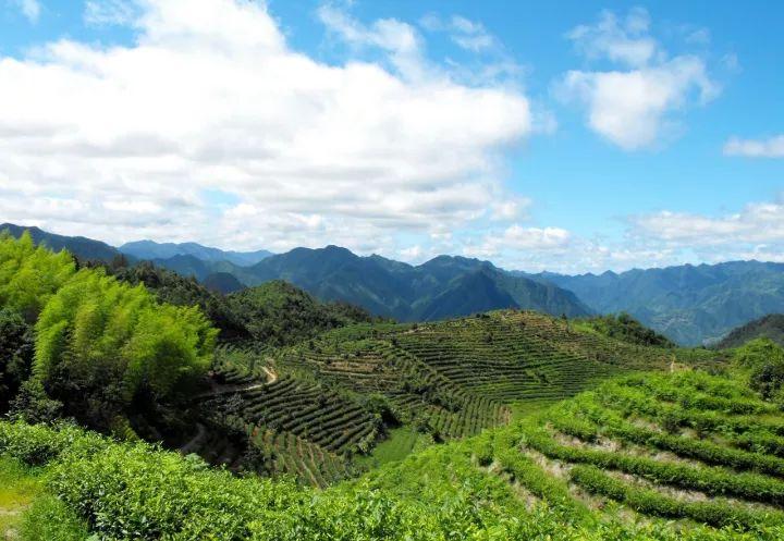 十罗洋生态茶园后坂村箬山景观梯田烟雨江郎果蔬采摘基地常山县大宝山