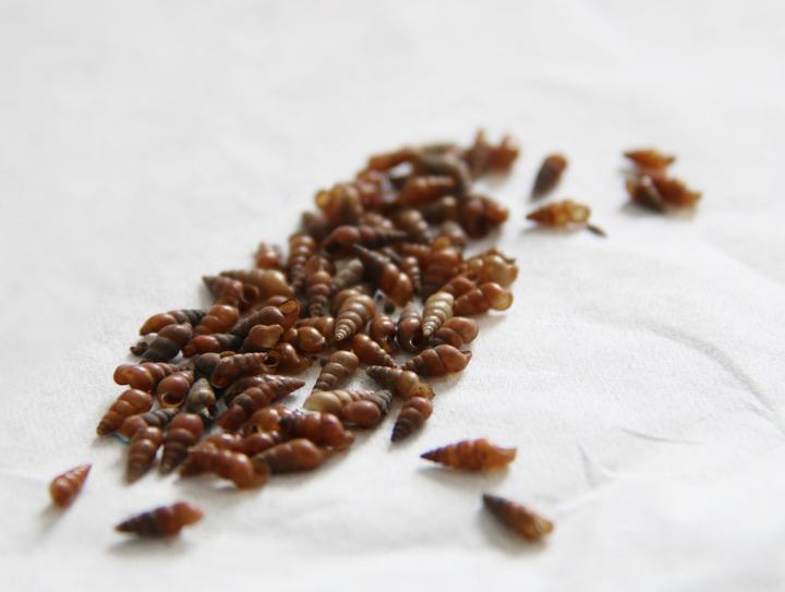 踏遍江滩灭钉螺三十多年来,邵丰尧最重要的工作,便是与钉螺作斗争.