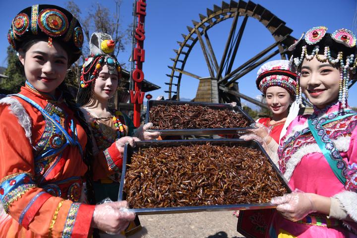 丽江千古情景区举行百虫宴1吨昆虫免费宴请游客