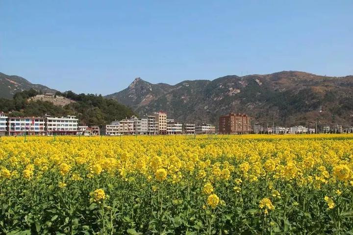 每到三月花季,油菜花地金黄,整个大门流金溢彩,漫山遍野的油菜花次第