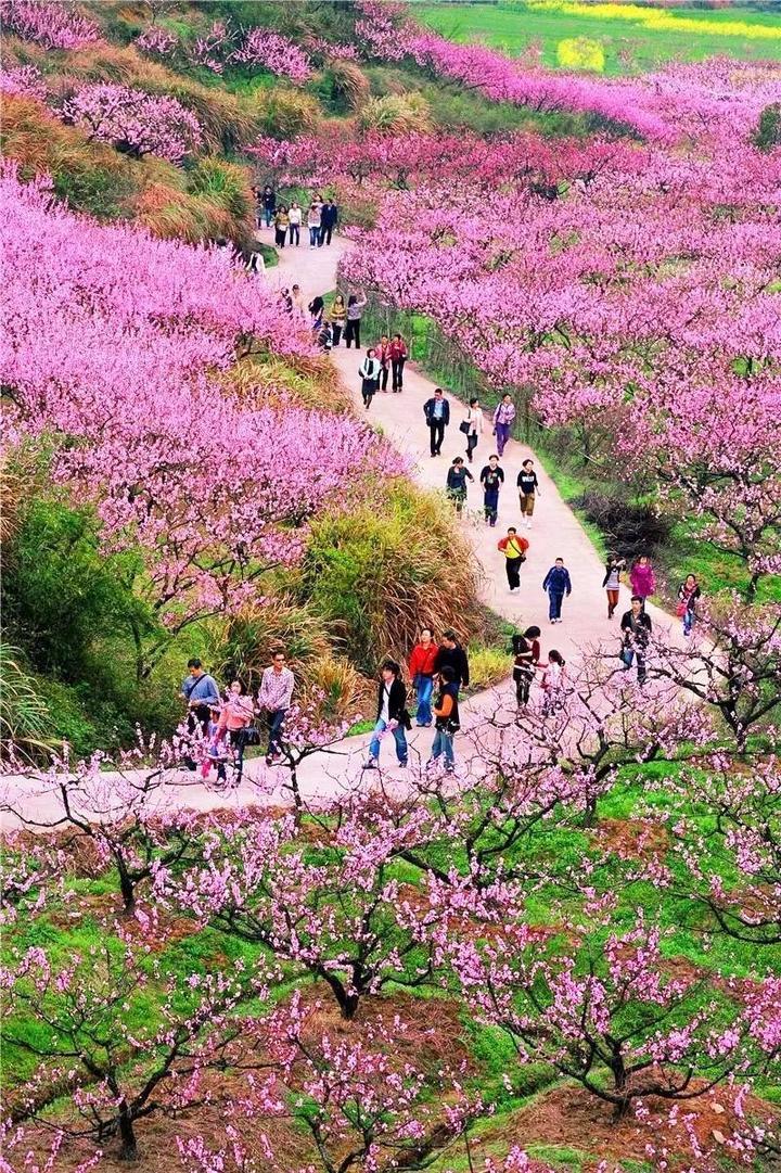 浙江 浙江这8处桃花林把你的"桃花运"承包了阳山畈村是桐庐著名的瓜果