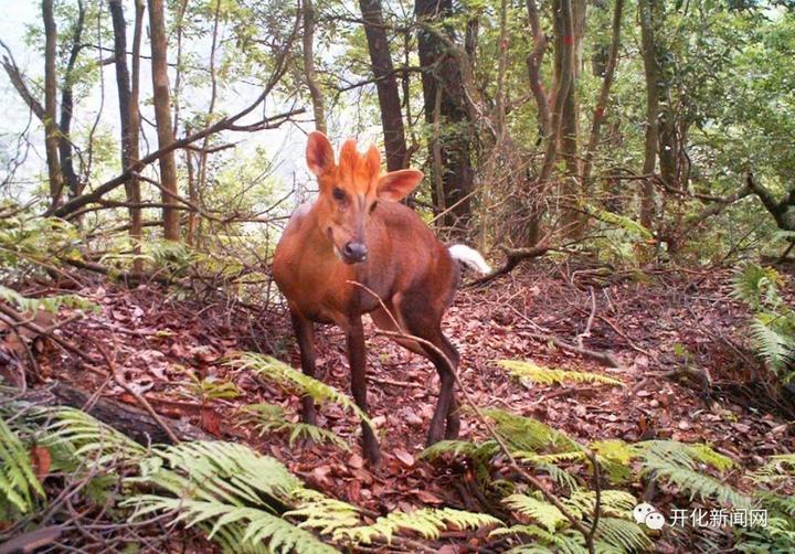 呆萌國家一級保護野生動物黑麂jǐ出沒開化