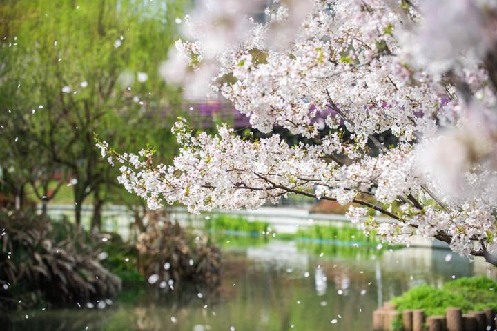 乱花渐欲迷人眼樱花公园美如雪君若要问怎么去地铁1号线