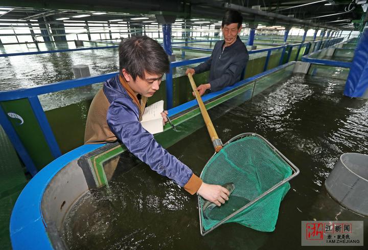 日本工厂化高密度养鱼