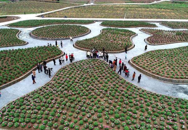 东阳市南马镇花园村现代农业生态园内,游客们正在驻足欣赏国色天香