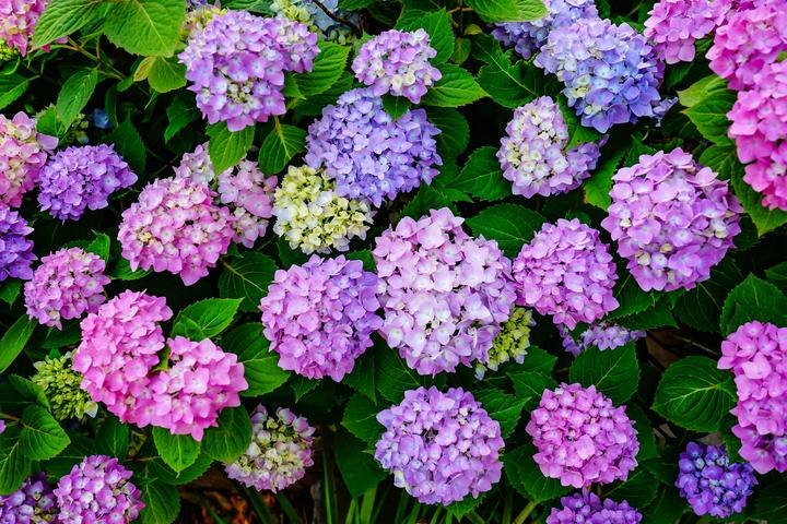 红花埠人口_红花头像(3)