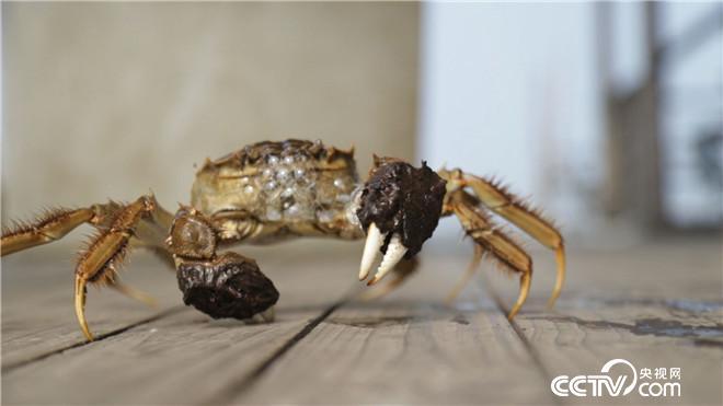 央视致富经海鸭蛋_央视致富中闽弘泰视频_央视致富经