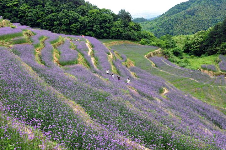 金华山梯田花海绽放许你一片紫色浪漫