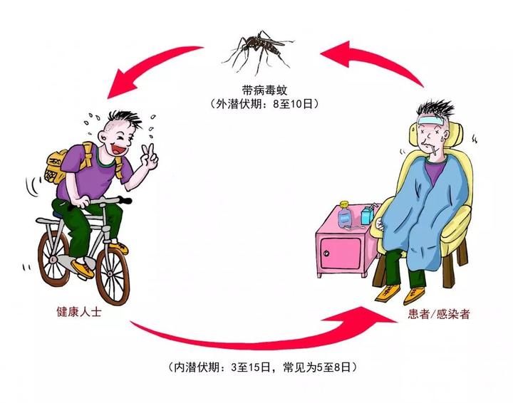 登革熱患者多起病急,出現發熱,頭痛,眼眶痛,全身肌肉關節痛,骨關節