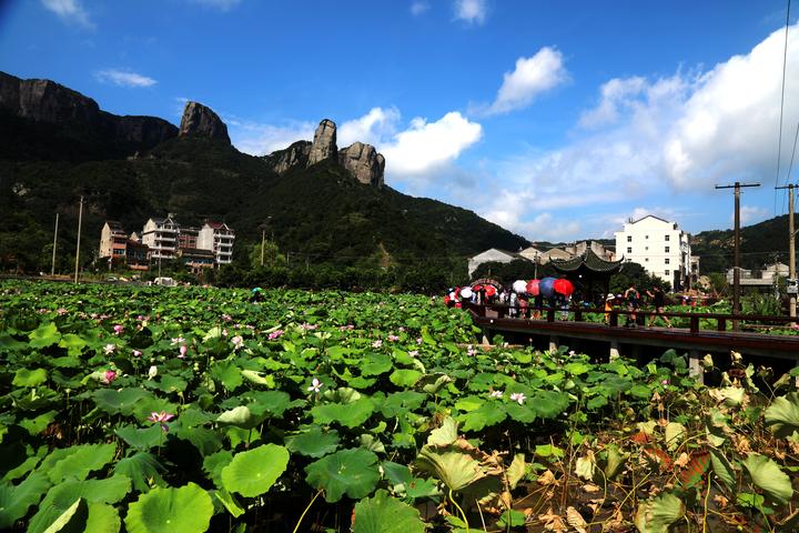 荷你相约温岭市大溪镇方山村首届荷花节来了