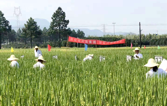 汤溪镇经济总量_汤溪镇绿茶(2)