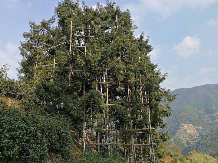 公开拍卖 东阳10棵500年以上古香榧树青果花落谁家