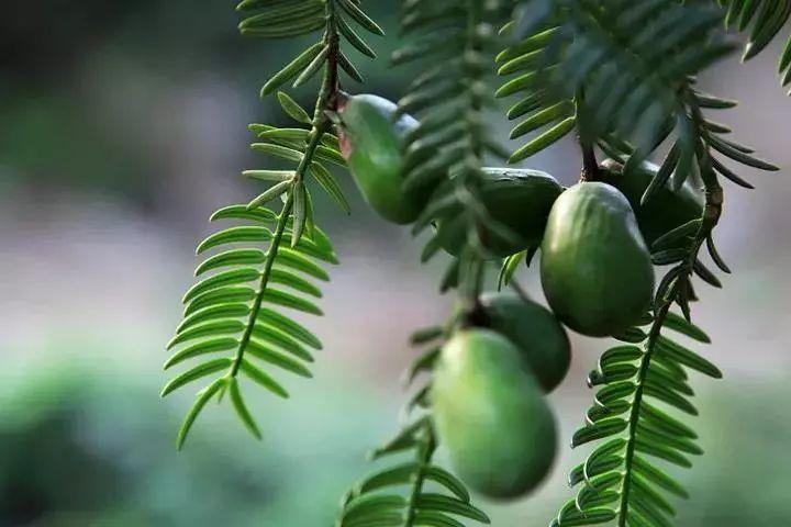 诸暨市赵家香榧特色农业强镇