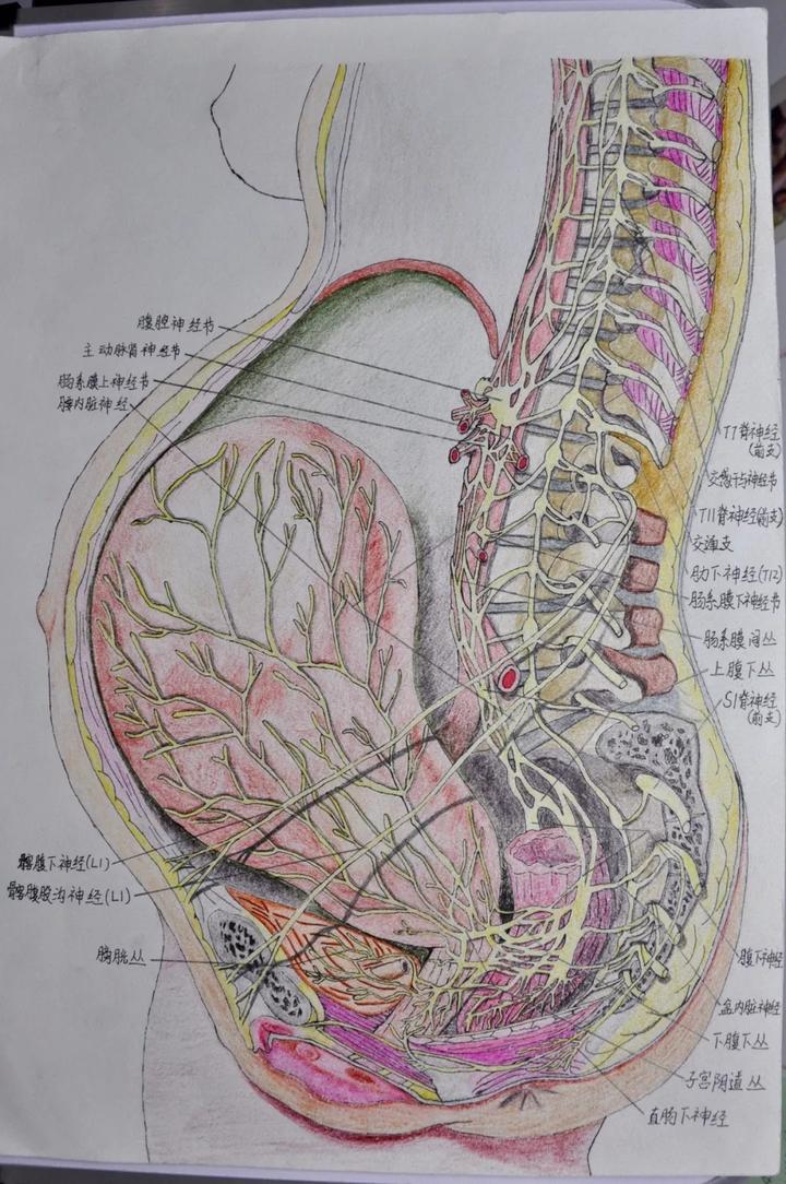 人体解剖图见过吗?精细到血管的!丽院学生笔记本里就有