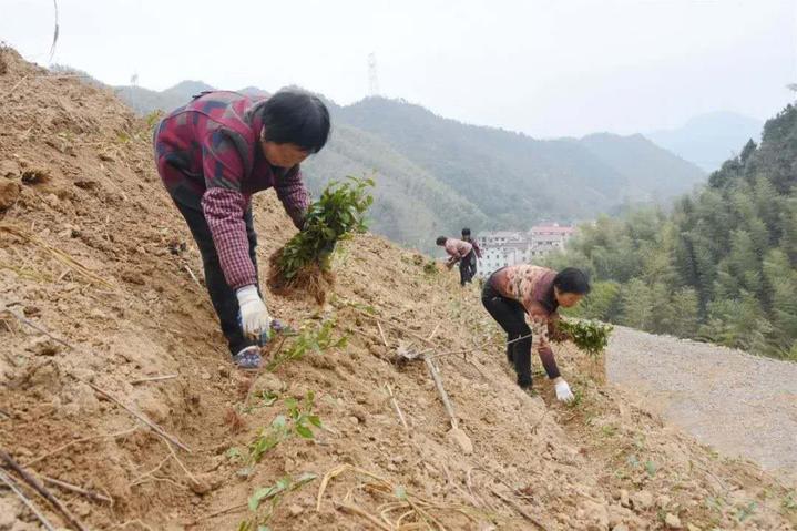 不负春光抢抓农时武义白姆乡奏响春耕序曲