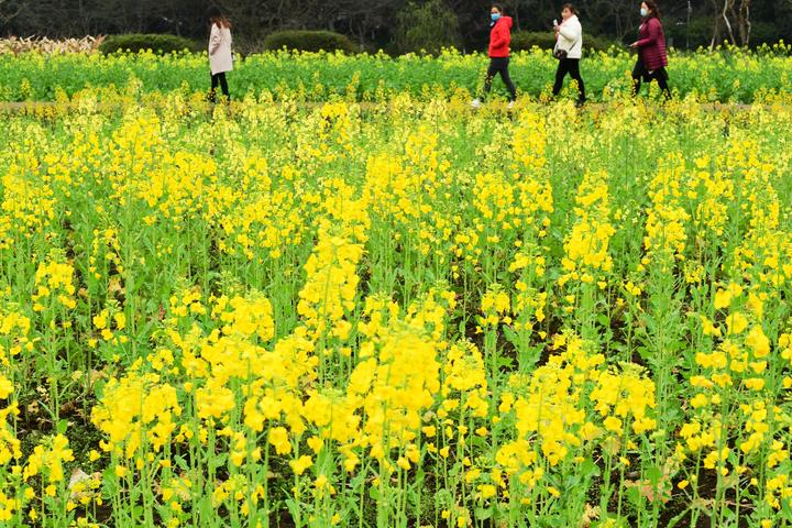 杭州八卦田多彩油菜花(里爾攝影)4.jpg