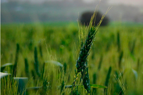 三千多亩小麦田需要帮一把嵊州 空中支援 进行施肥